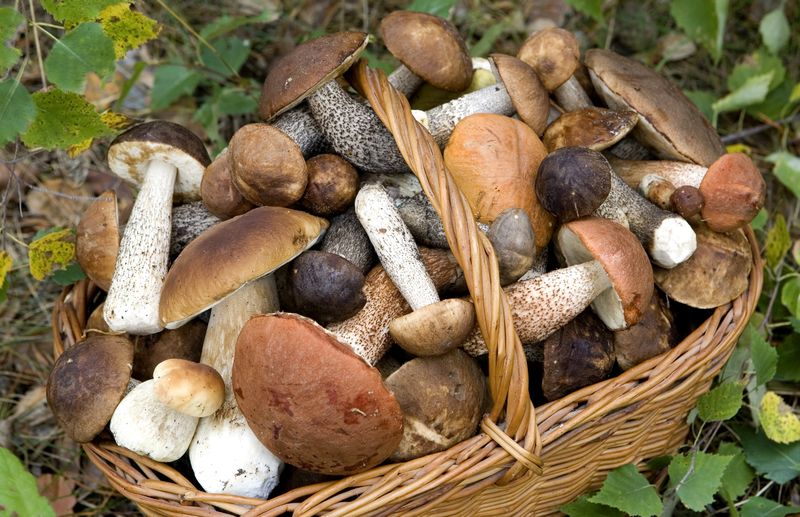 Darf man bei Gicht Pilze essen Darf man bei Gicht Pilze essen