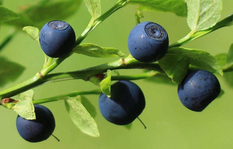 Heidelbeeren bei Gicht Heidelbeeren bei Gicht