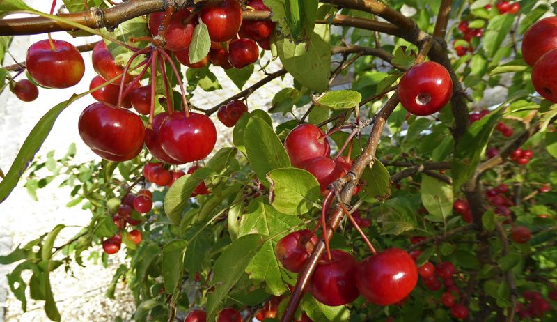 Kirschen (Sauerkirschen) und Kirschsaft bei Gicht Kirschen (Sauerkirschen) und Kirschsaft bei Gicht