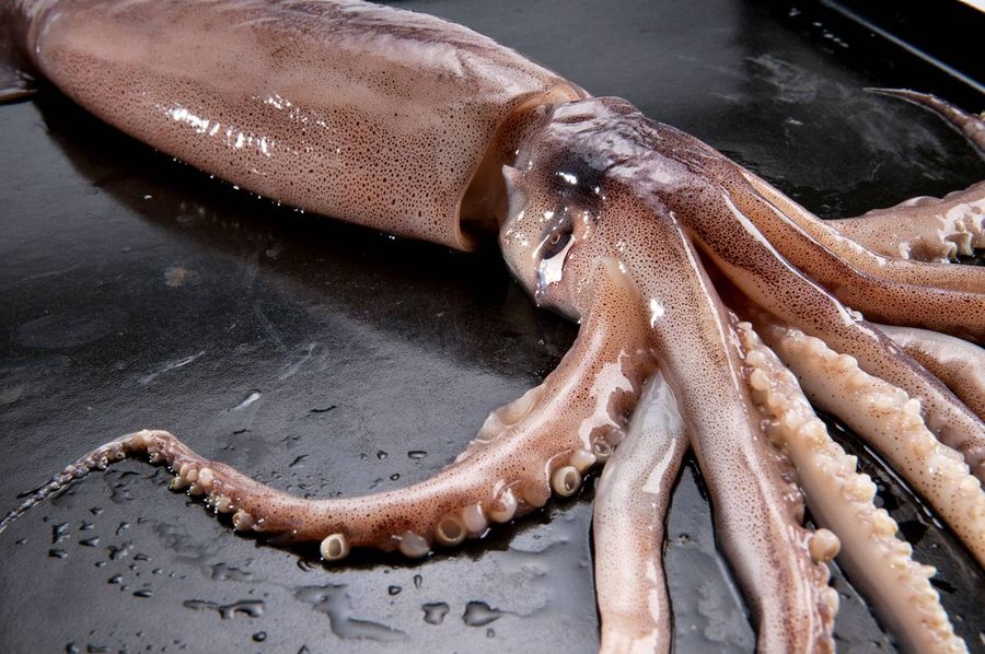 Tintenfisch bei Gicht Tintenfisch bei Gicht
