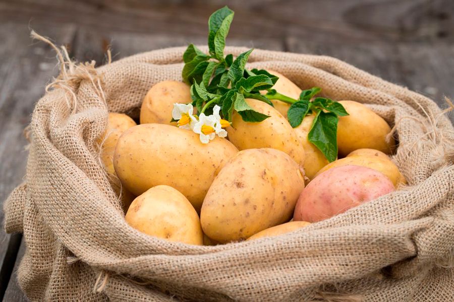 Sind Kartoffeln bei Gicht erlaubt? Sind Kartoffeln bei Gicht erlaubt?